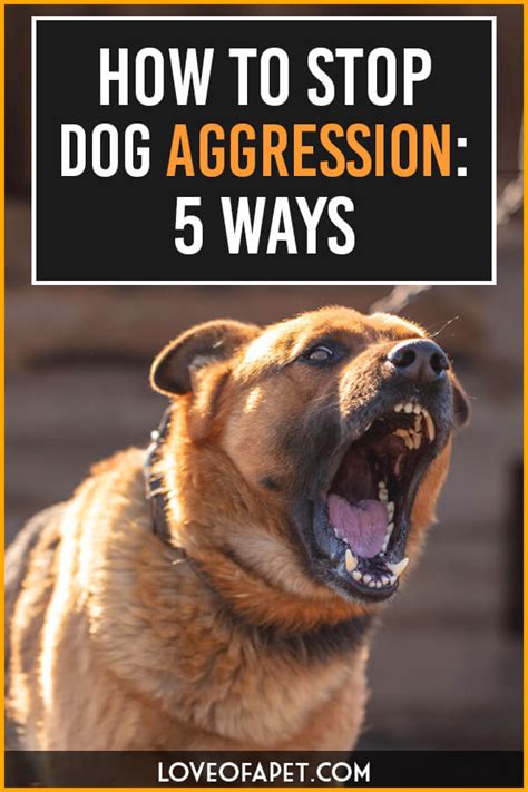 How To Stop Dog Aggression 5 Ways Love Of A Pet