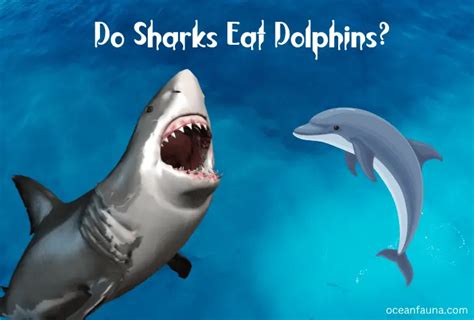 Do Sharks Eat Dolphins Explained Ocean Fauna