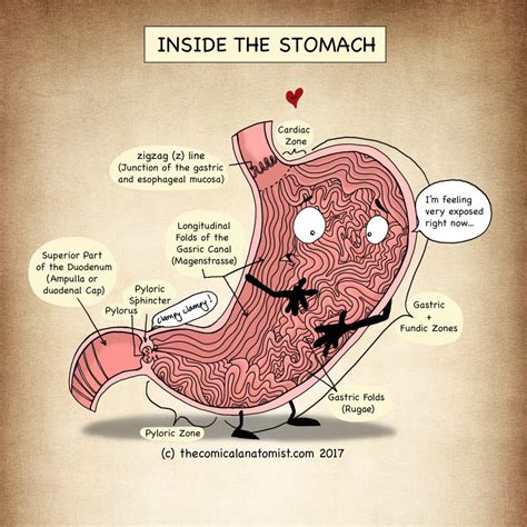Inside Of The Stomach The Comical Anatomist