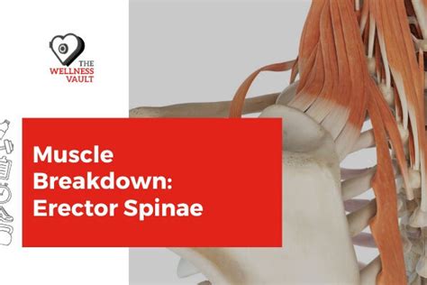 Muscle Breakdown Erector Spinae