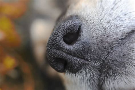 Sniffing Out The Facts Why Is A Dogs Nose Wet Practical Paw The