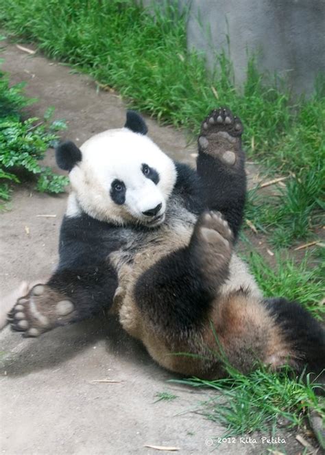 52 Best Images About Panda Bears Les Pandas On Pinterest Teamwork