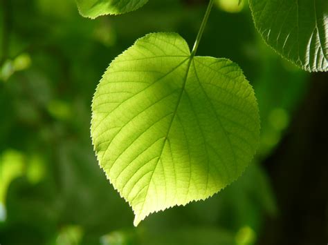 Free Images Nature Branch Sunlight Leaf Flower Foliage Produce
