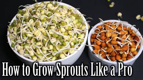 How To Grow Sprouts Lentils Sprouts Recipe How To Grow Sprouts At