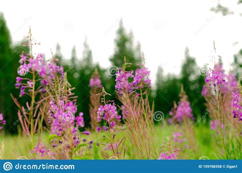 Lilac Plant Ivan Tea Grow In The Wild Taiga The Yakut On The