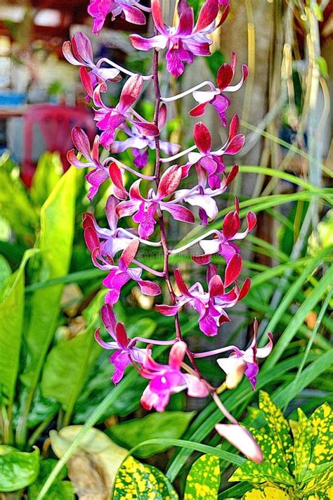 Violet Orchids Stock Image Image Of Soft Floral Florist 51691673