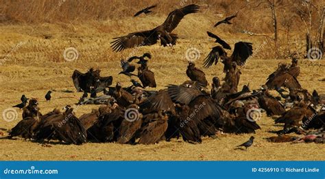Vultures Feeding On A Carcass Royalty Free Stock Photo Cartoondealer