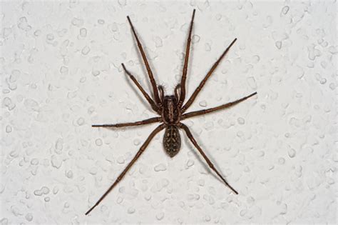 Domestic House Spider Stock Photo Download Image Now House Spider