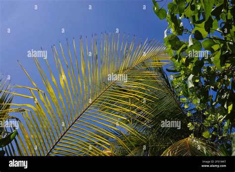 Green Palm Leaf From Below With Blue Sky Coconut Leaf In Paradise