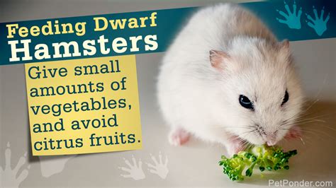 Facts About Dwarf Hamsters Cute Things Come In Small