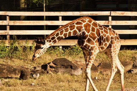Birmingham Zoo Welcomes New Reticulated Giraffe November 4 2022