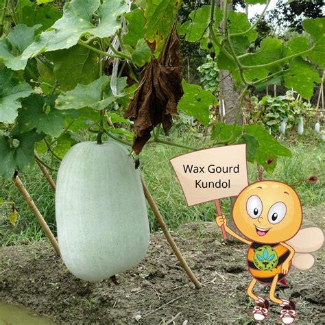 New Store Offers Binhi Pantanim Seeds Kundol Ash Gourd Wintermelon