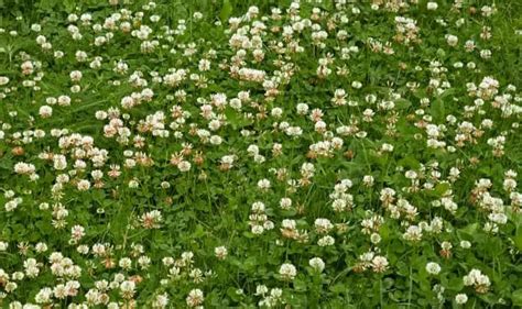 List Of 21 What Is The White Flower Weed In My Lawn