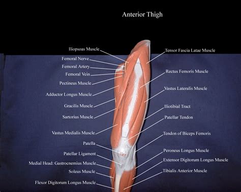 Muscles That Move The Thigh
