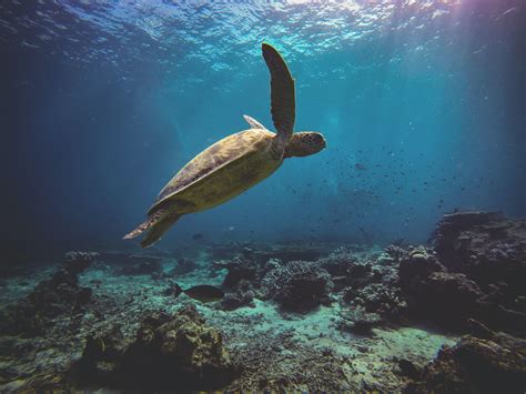 Study Green Sea Turtles In Eastern Pacific Enjoy Higher Trophic