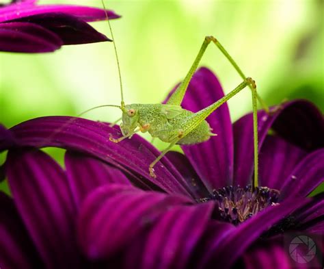 Macro Insects And Spiders R Photography Studio Rickard Rivellini