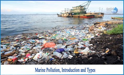 💐 What Causes Marine Pollution Marine Pollution Meaning Causes