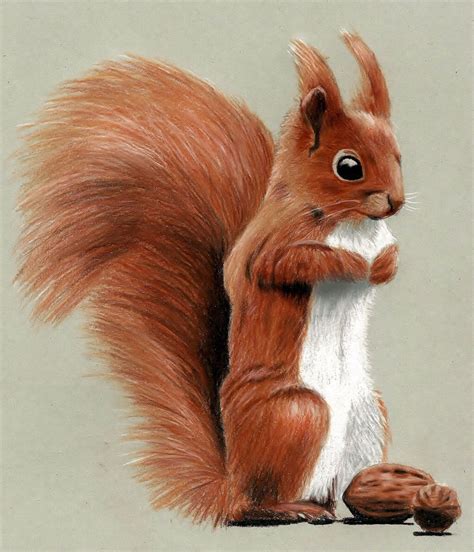 Cute Squirrel Drawing With Colored Pencils By Jasminasusak On
