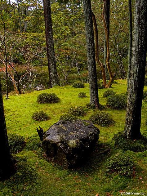 Japanese Moss Garden Kyoto Lo Fitoons