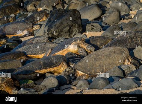 Cluster Of Green Sea Turtles Chelonia Mydas Warming On The Rocky