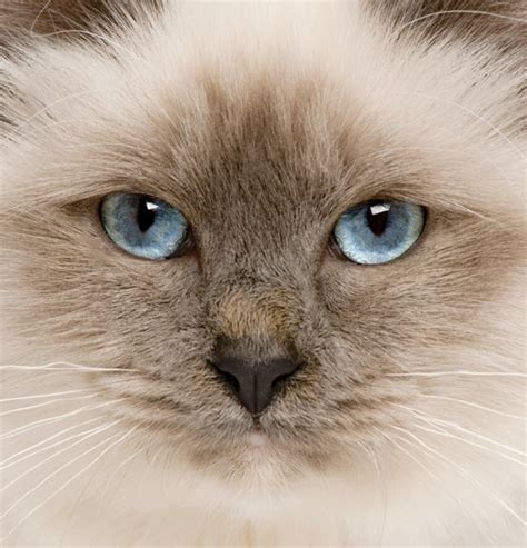 Learn About The Birman Cat Breed From A Trusted Veterinarian
