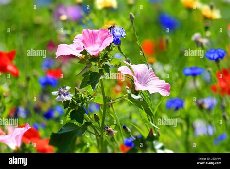 Flower Meadow Stock Photo Alamy