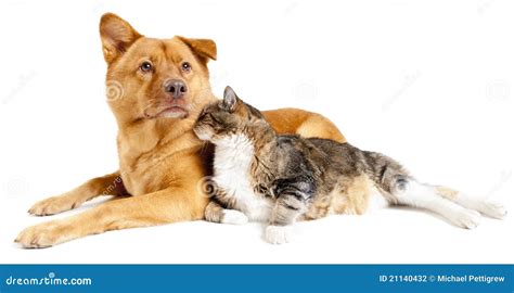 Dog And Cat Together Stock Photo Image Of Lighting Mutt 21140432