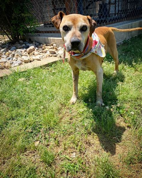 15 Year Old Dog Left At Shelter Because Owner Didnt Want Him Anymore