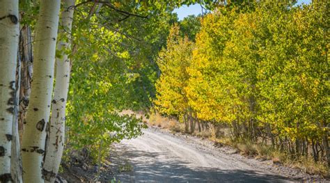 This page will show all available jobs for which rcoc is currently accepting applications. Fall Colors in Mono County - Mono County Tourism and Film ...