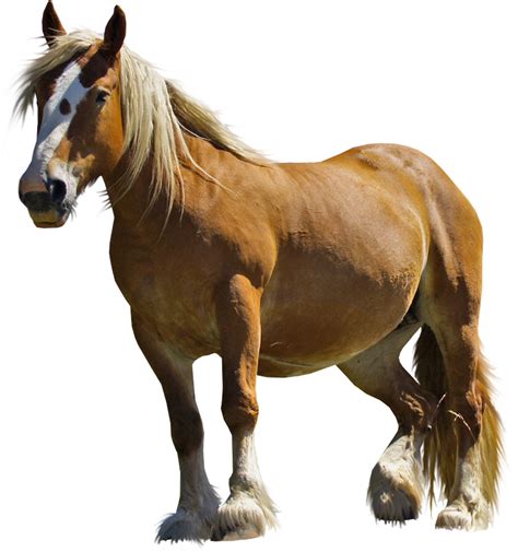 Brown Caballo Png Isolated Hd Png Mart