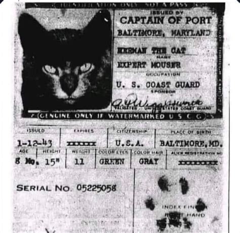 Cats That Sailed On Ships Until The Mid 20th Century To Catch Rodents