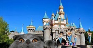la historia detrás de los gatos que viven en Disneylandia | Erizos