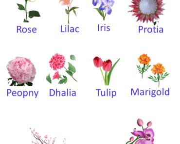 10 Pretty Flower Names Archives EngDic