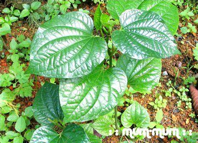 Daun kaduk goreng credit to rosehayatie kitchen. Daun Kaduk / Kadok / Kedom @ Wild Pepper Leaf | Plant ...