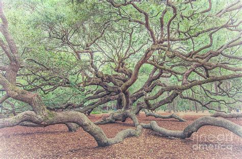 Angel Oak Limbs Photograph By Dale Powell Pixels
