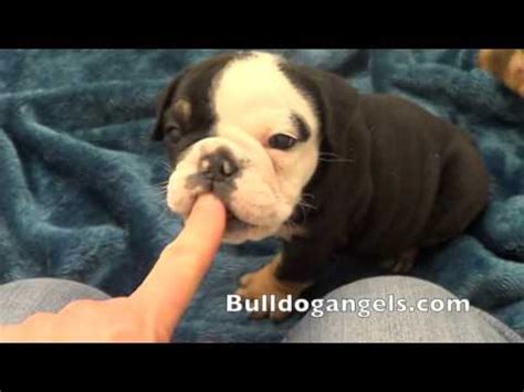 Her last litter had fawn, blue tri, and black tri in it. chocolate tri english bulldog puppies for sale - YouTube