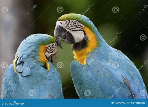 Teasing Parrots In Love Moments Blue And Yellow Macaw Parakeet Kissing