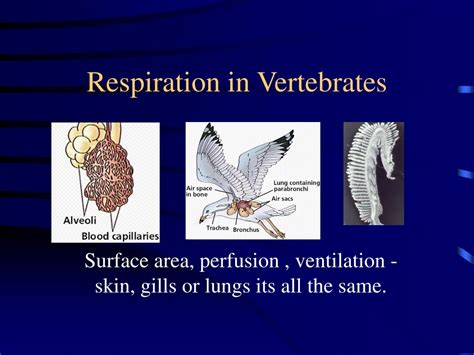 Ppt Respiration In Vertebrates Powerpoint Presentation Free Download