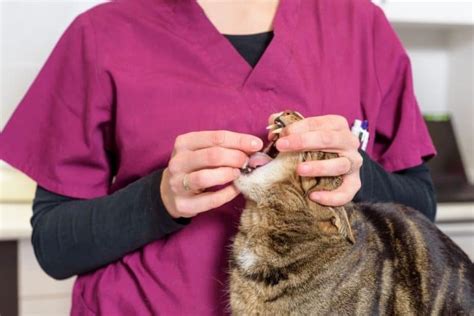Natural Dewormers For Cats Get Rid Of Parasites Fluffy Kitty
