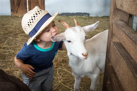 Best Animal Farms For Children In Melbourne Small Ideas
