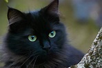 11 gato negro en frances De negre a verd passant pel gris: de març 2013