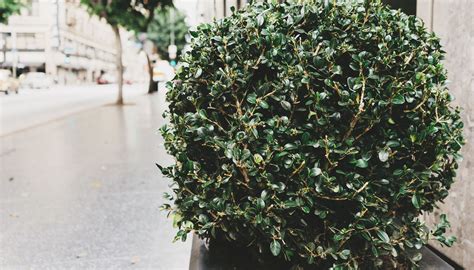 Privet (ligustrum), burning bush (euonymus alata), japanese barberry (berberis thunbergii), rose of in addition to purchasing with caution, when planting tall rows of shrubbery, do not to completely. Tall Shrubs for Narrow Areas | Gates and Associates