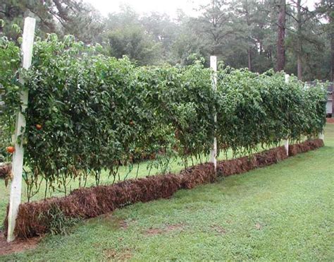 North Carolina Straw Bale Gardens In Your Backyard