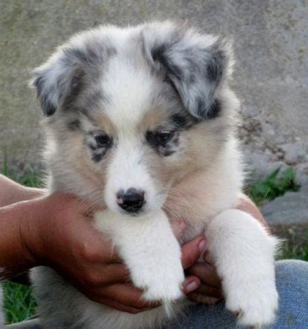 Puppies in dogs & puppies for sale. AUSTRALIAN SHEPHERD PUPPIES-BLUE MERLE FEMALES for Sale in ...