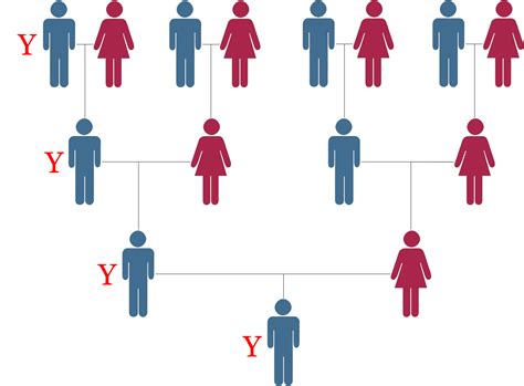 Lesson Two The Inheritance Pattern Of The Y Chromosome Dna Central