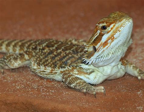 Free Images Wildlife Fauna Lizard Gecko Bearded Dragon