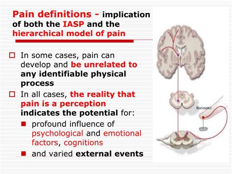 Ppt Anatomy And Physiology Of Pain Powerpoint Presentation Free