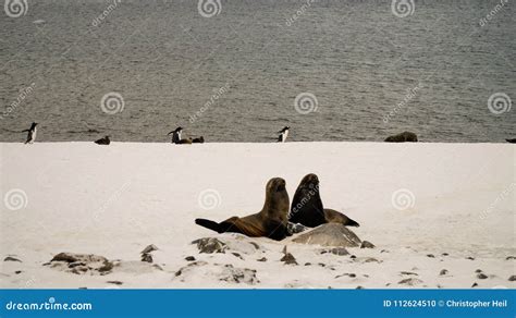 Sea Lions Seals On Cuverville Island In Antarctica Stock Photo