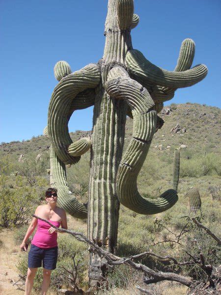 The Dancing Cactus Photo