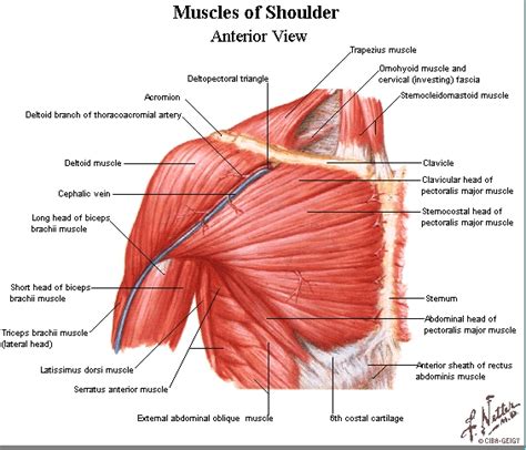 Tutorials on the shoulder muscles (e.g rotator cuff muscles: Diagram Of Bones In Neck And Shoulder - Neck And Shoulder Muscles Diagram - koibana.info ...